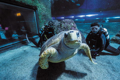 Dive With Sharks At AQWA - ACT Tourism 2