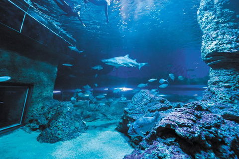 Dive With Sharks At AQWA - ACT Tourism 3