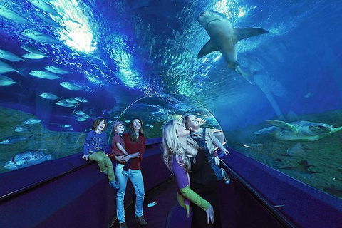 Dive With Sharks At AQWA - ACT Tourism 5