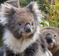 Kuranda Koala Gardens and Birdworld Admission Tickets - ACT Tourism