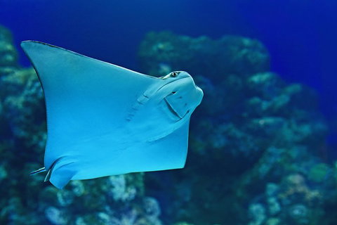Cairns Aquarium Admission Ticket - ACT Tourism 2