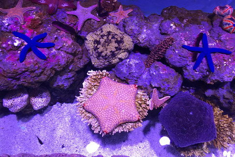 Cairns Aquarium Admission Ticket - ACT Tourism 5