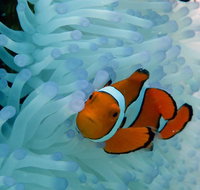 Seastar Luxury Outer Great Barrier Reef Island and Reef Tour from Cairns - ACT Tourism