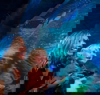 SEA LIFE Sunshine Coast Aquarium Entrance Ticket - ACT Tourism