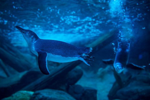 SEA LIFE Sunshine Coast Aquarium Entrance Ticket - ACT Tourism 1