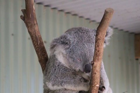 Featherdale Wildlife Park General Admission - ACT Tourism 3