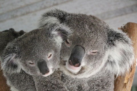 Featherdale Wildlife Park General Admission - ACT Tourism 4