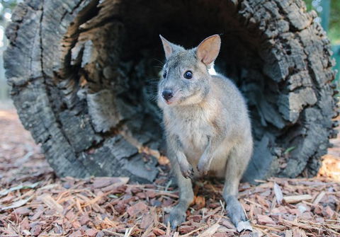 Featherdale Wildlife Park General Admission - ACT Tourism 5
