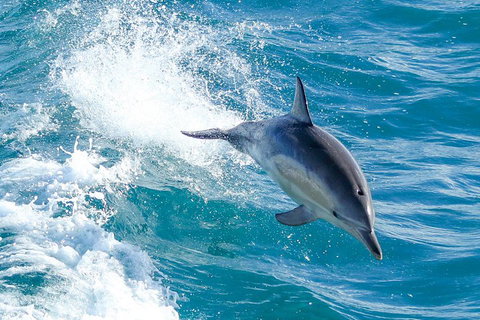 Wilsons Promontory Full Day Cruise - ACT Tourism 1