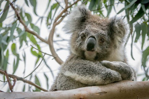 Great Ocean Road & Grampians National Park Tour - 3 Days, 2 Nights - ACT Tourism 2