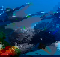 Scuba Dive the S.S. Yongala Wreck on the Great Barrier Reef. - ACT Tourism