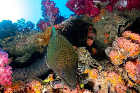Scuba Dive The S.S. Yongala Wreck On The Great Barrier Reef. - ACT Tourism 1